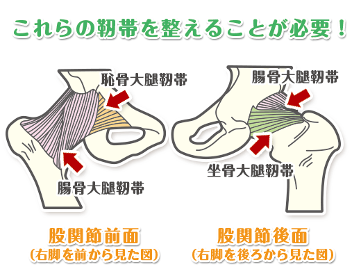 形成 やってはいけない 不全 蓋 こと 臼 “臼蓋形成不全”とは？